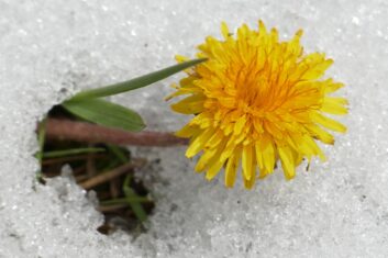 Der Frühling zieht die Blumen an die Sonne - auch durch den Schnee.
